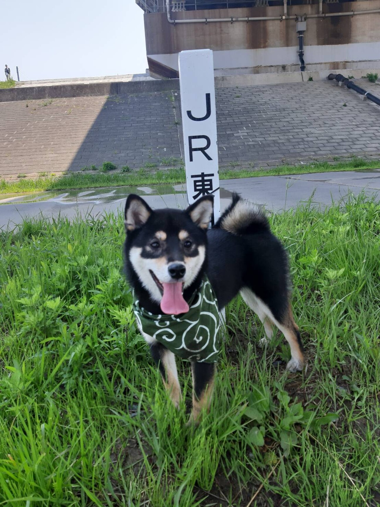 元気な黒柴女の子(去勢済)4歳」埼玉県 - 犬の里親募集(491390