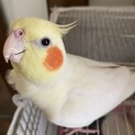 オカメインコの里親さん探しています。