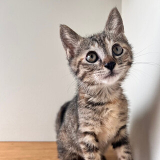 やんちゃな女の子★麦わら猫のこむぎちゃん