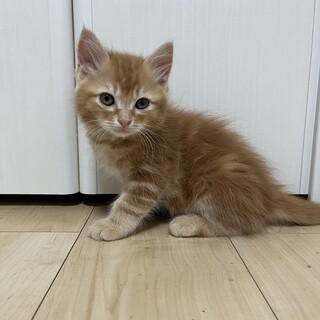 里親決定！　らい　2ヶ月