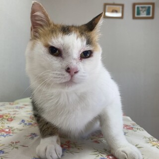 ミーコちゃんに素敵なご縁を☆