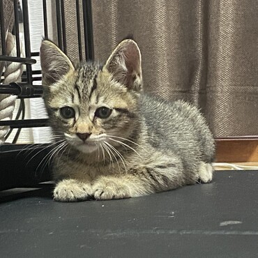 おもちゃを狙っています。笑