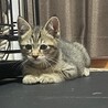 おもちゃを狙っています。笑