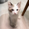 おっとりなあんにんちゃん