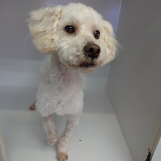 一時停止 /  甘えん坊のプードルMIX