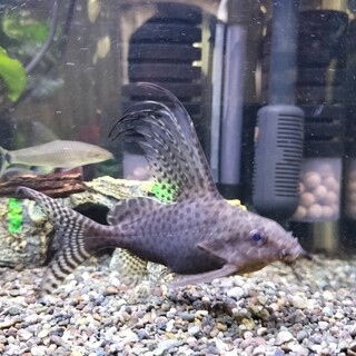 フェザーフィンシノドンティスの里親募集