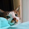 バブエ