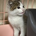 子猫ちゃんの里親募集中！