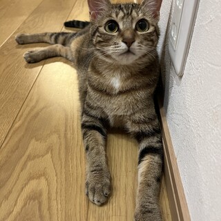 アメショー風模様のあめちゃん♀