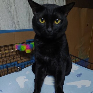 キジ黒（ほぼ黒）♂１才