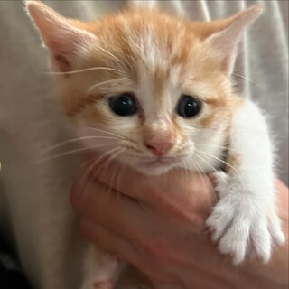 茶トラ白　男の子(お話し中です)