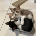 人が大好きな3匹の兄弟子猫(募集一時停止)
