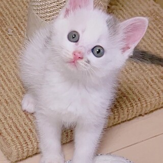 【6/23東銀座】ピノちゃん★2ヶ月♪