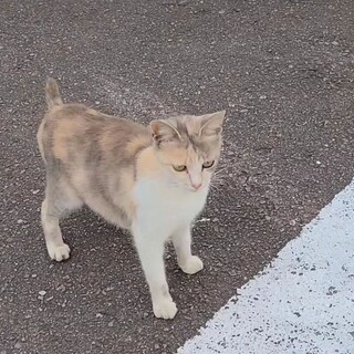 パステルみけちゃん「大口猫の会」