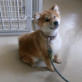 人懐っこい小型柴風