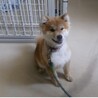 人懐っこい小型柴風 サムネイル2