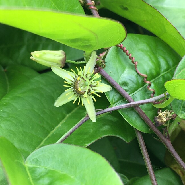 寿猫のカバー写真