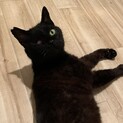 【能登の被災地からきました】おっとり穏やか黒猫くん