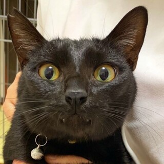 ①くろろ　オス　甘えん坊　幸運の鍵しっぽ
