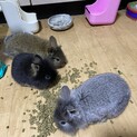 うさぎライオンラビットミックス