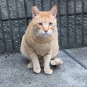 外猫からの保護・超甘えん坊な茶ニュー【大阪市】