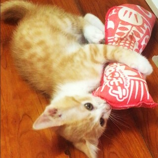 (譲渡先決定)４か月　茶とらの元気すぎる男の子　