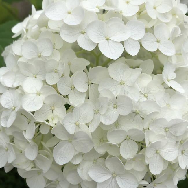 きゃっとんのカバー写真