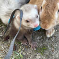 ミニウサギの男の子（茶色）里親様募集中