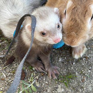 ミニウサギの男の子（茶色）里親様募集中