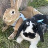 ミニウサギの男の子（茶色）里親様募集中 サムネイル2
