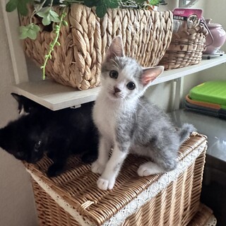 生後ひと月半の仔猫の兄弟