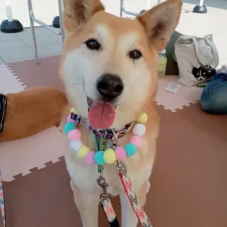 飼い主が亡くなり残された子の里親を探しています！