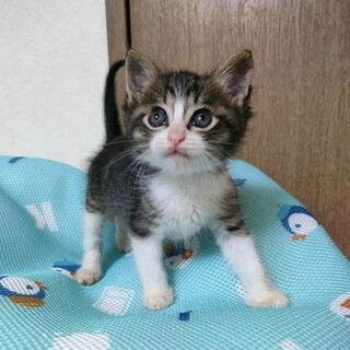 【6/30東銀座】ソルくん★1ヶ月半♪