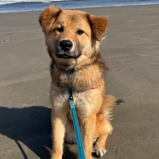 しつけ・訓練済み　『メッシュ』１歳未満　オス