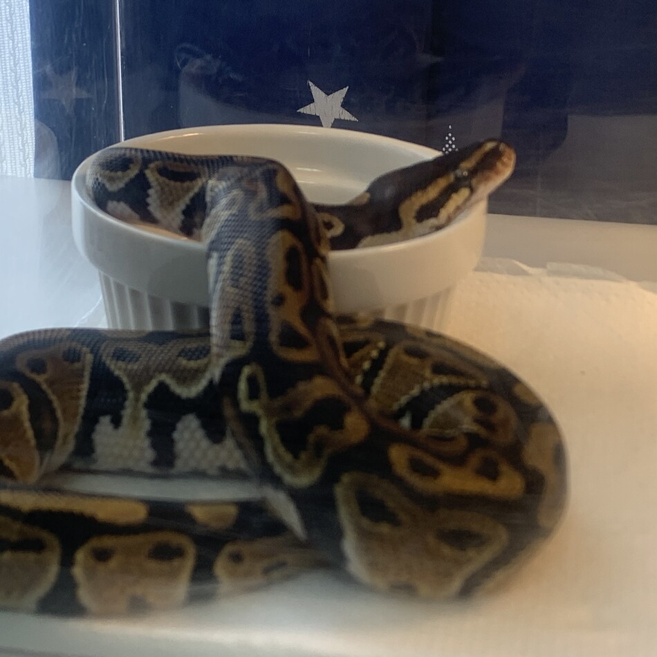 おそばのカバー写真