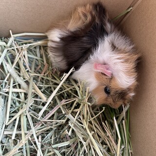 アビシニアンモルモットくん里親募集