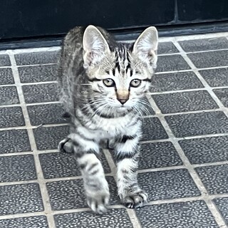 好奇心旺盛で元気な男の子！