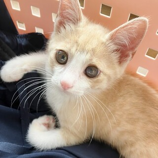★里親様決定！★ヒトが大好き！活発な男の子❤ブラン