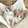 ★里親様決定！★ヒトが大好き！活発な男の子❤ブラン サムネイル2