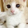 ★里親様決定！★ヒトが大好き！活発な男の子❤ブラン サムネイル3