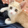 ★里親様決定！★ヒトが大好き！活発な男の子❤ブラン サムネイル6