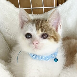 ★トライアル決定！★愛らしい男の子❤ハク