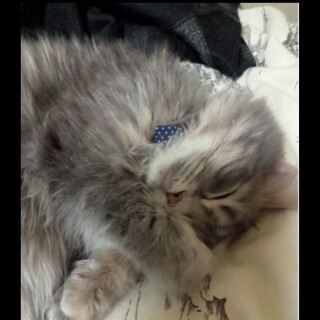 マンチカン 長毛 雄