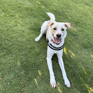 見た目は洋風中身は日本男児！2歳のヤマトくん