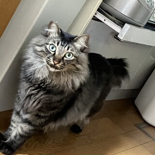 もっぷくん　４才くらいの男の子