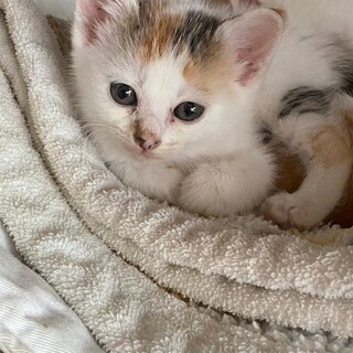 6/23(日)ちびずお見合い会参加白三毛こねこ