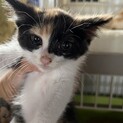キュートで元気な三毛っこ♡きなこちゃん