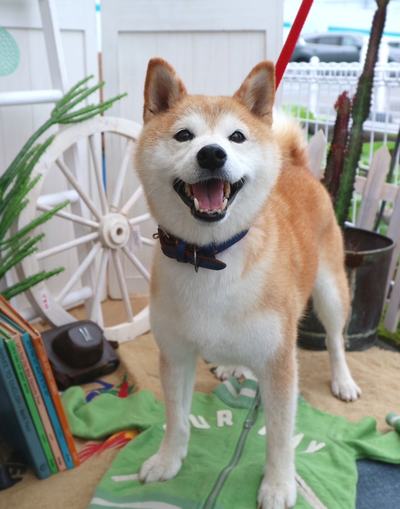 里親募集中】柴犬シニアゆきちゃん 魅力いっぱい♡ | 一般社団法人 