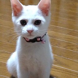 保護猫の譲渡会in春日井 サムネイル2