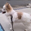 ミックス犬のイブです